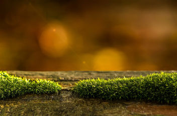 Moss on Wood - Free image #404235